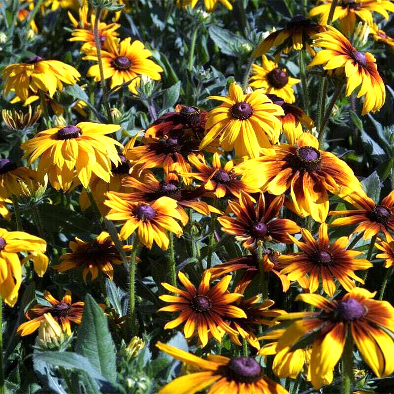 1000+ Annuals & Perennials WildFlower Mix Heirloom Pollinator Non-GMO Fresh Seed