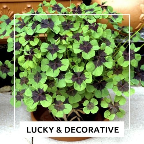 Fast Growing Iron Cross Shamrock Bulbs – Year Round Indoor/Outdoor Color (10 Bul