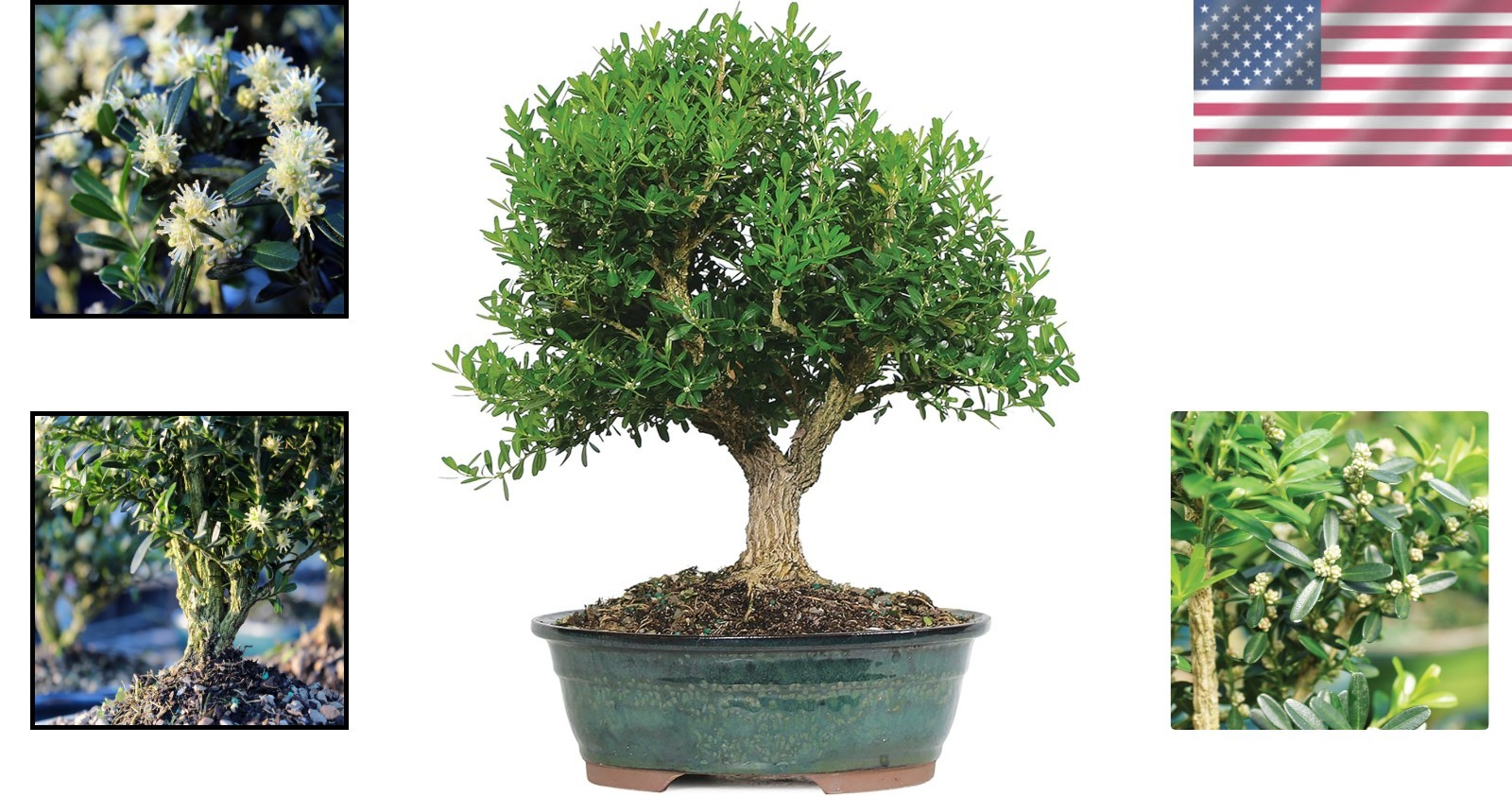 Elegant 8–Old Harland Boxwood Bonsai Tree – 10″ to 14″ Tall, Gift-Ready