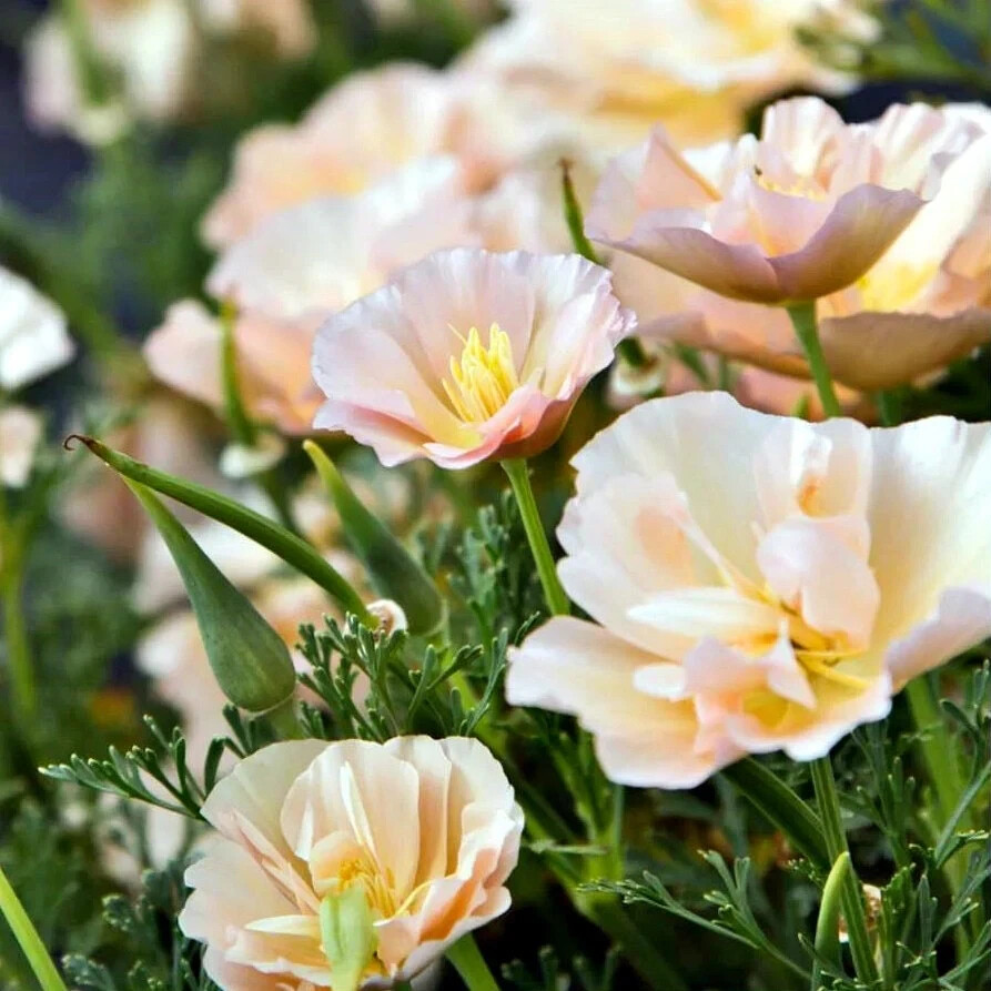 200+ California Thai Silk Pink Champagne Poppy Seeds for Garden – FREE SHIPPING!
