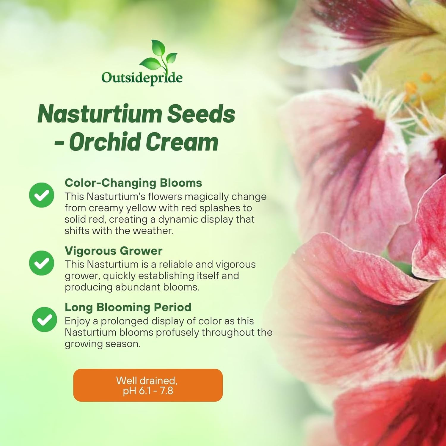 25 Seeds Tropaeolum majus Orchid Cream Nasturtium Vine & Flower Seeds