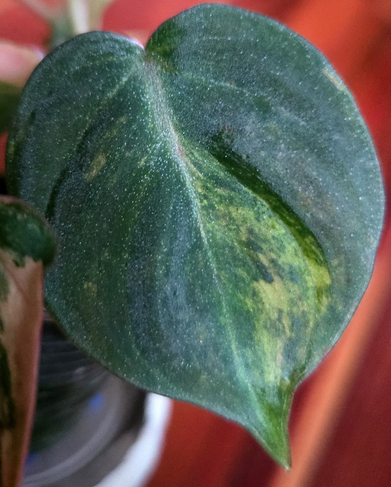 Rare Philodendron Variegated Pink Micans Ferrari Aroid Not Anthurium Monstera