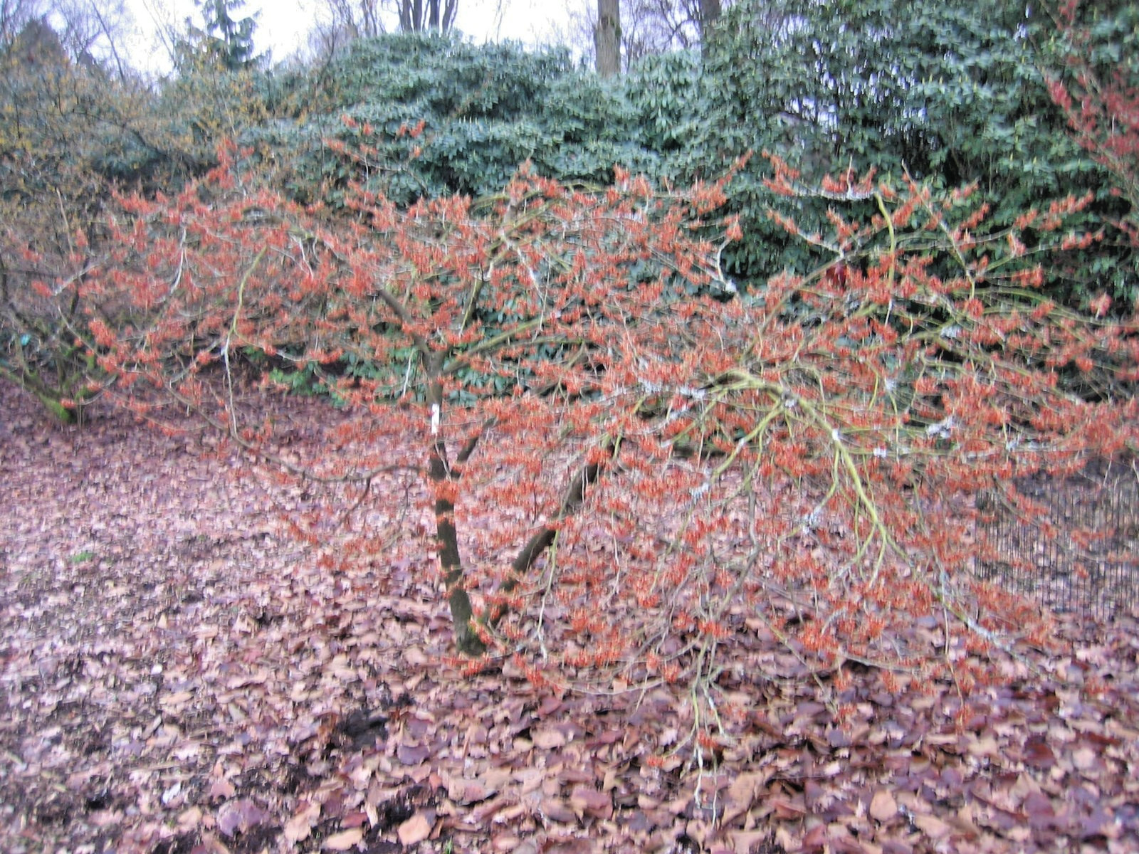 10 LANSING WITCH HAZEL SEEDS – Hamamelis vernalis ‘Lansing’