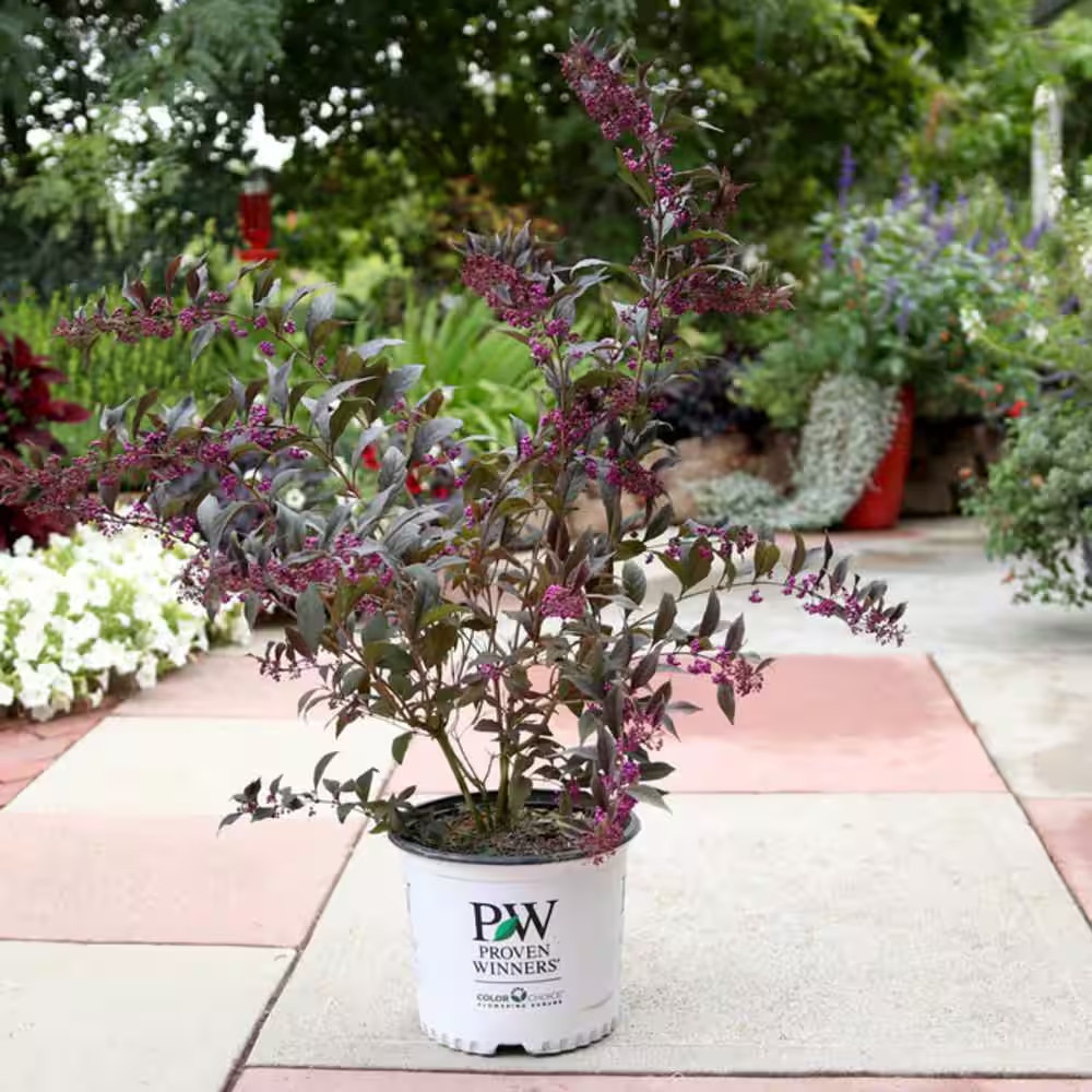 4.5 In. Qt. Pearl Glam Beautyberry Bush (Callicarpa) Live Shrub, Dark Purple Fol