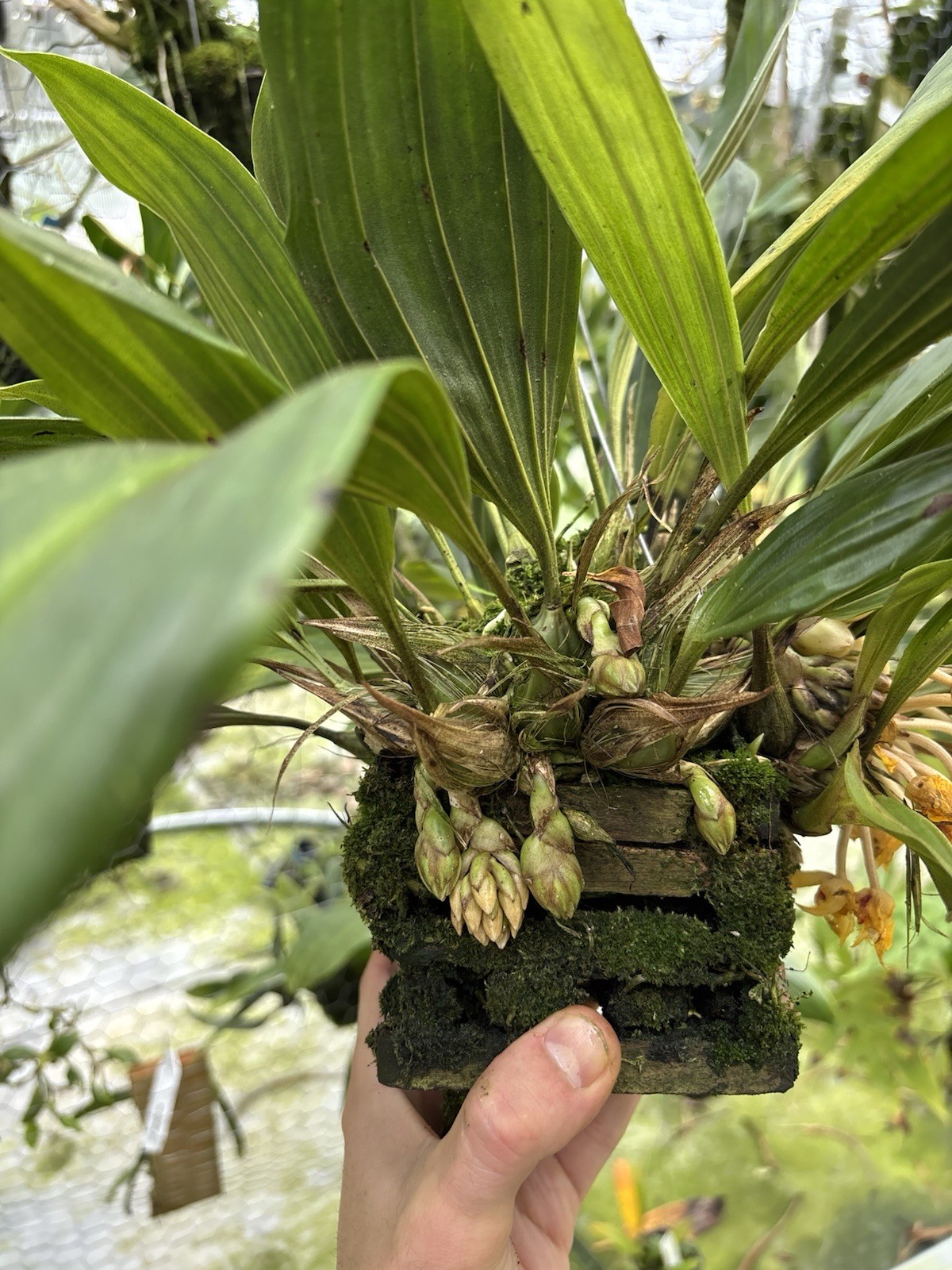 Sievekingia fimbriata XXL MANY SPIKES compact Orchid Species Stanhopea
