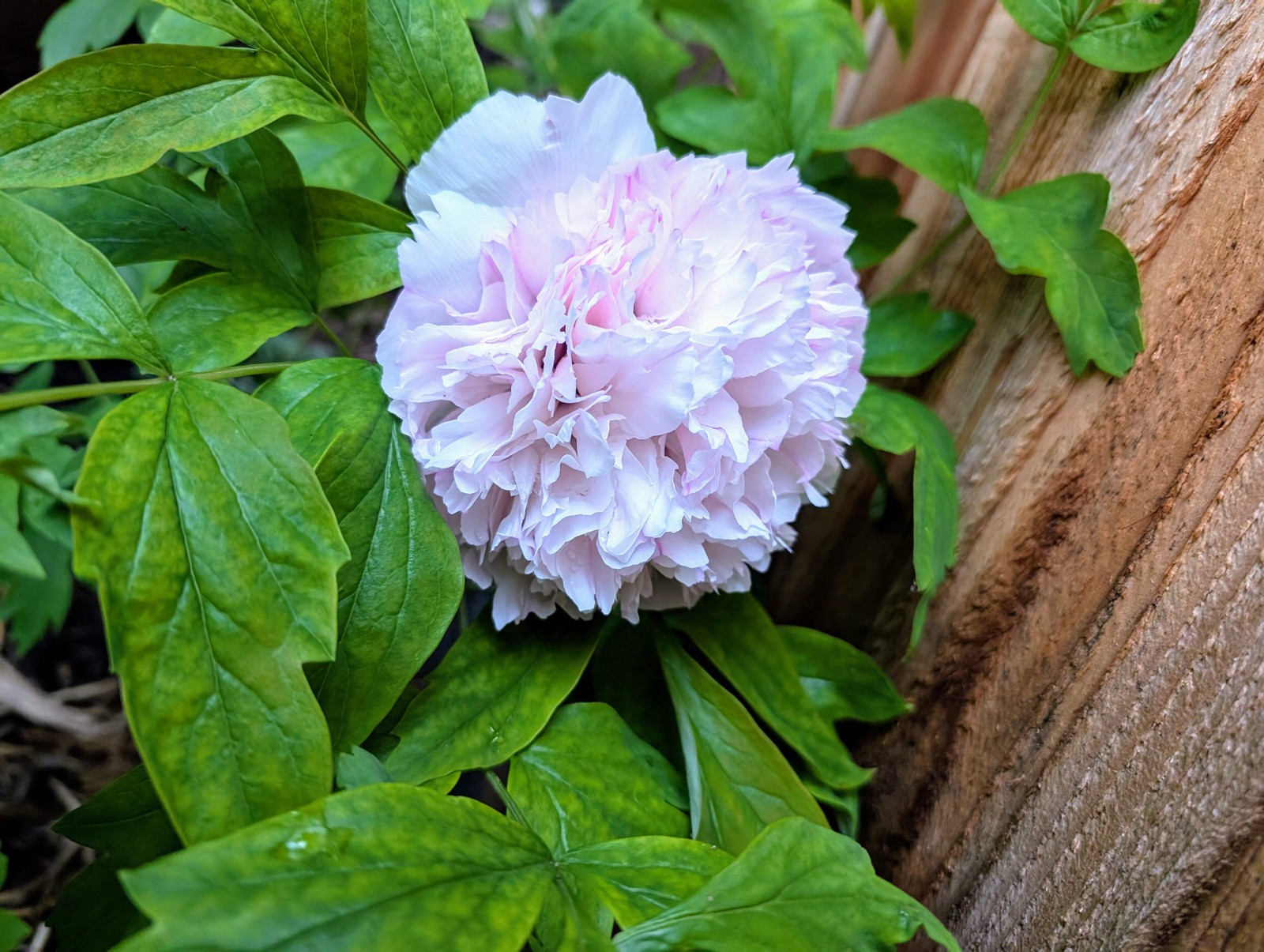 “Red thread girl” large flower tree peony Preorder for fall 2026
