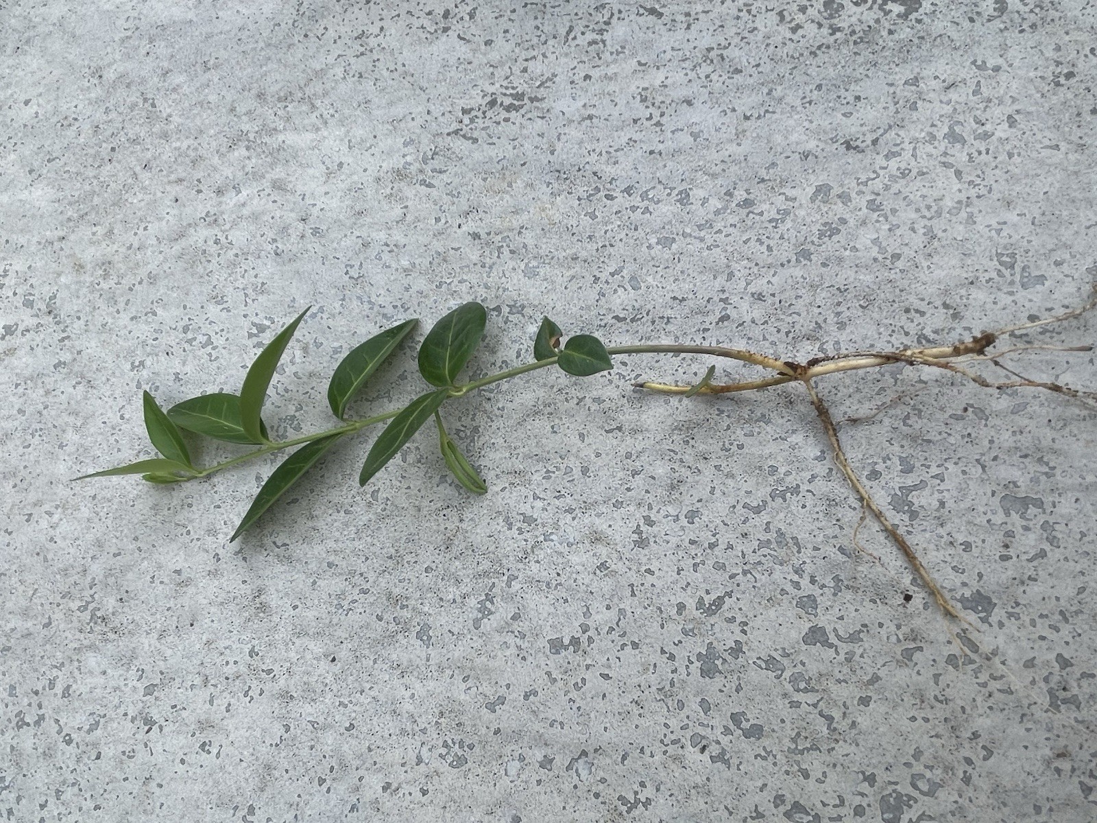 100+Vinca Minor Periwinkle Creeping Myrtle~Live Plants~evergreen Ground Cover