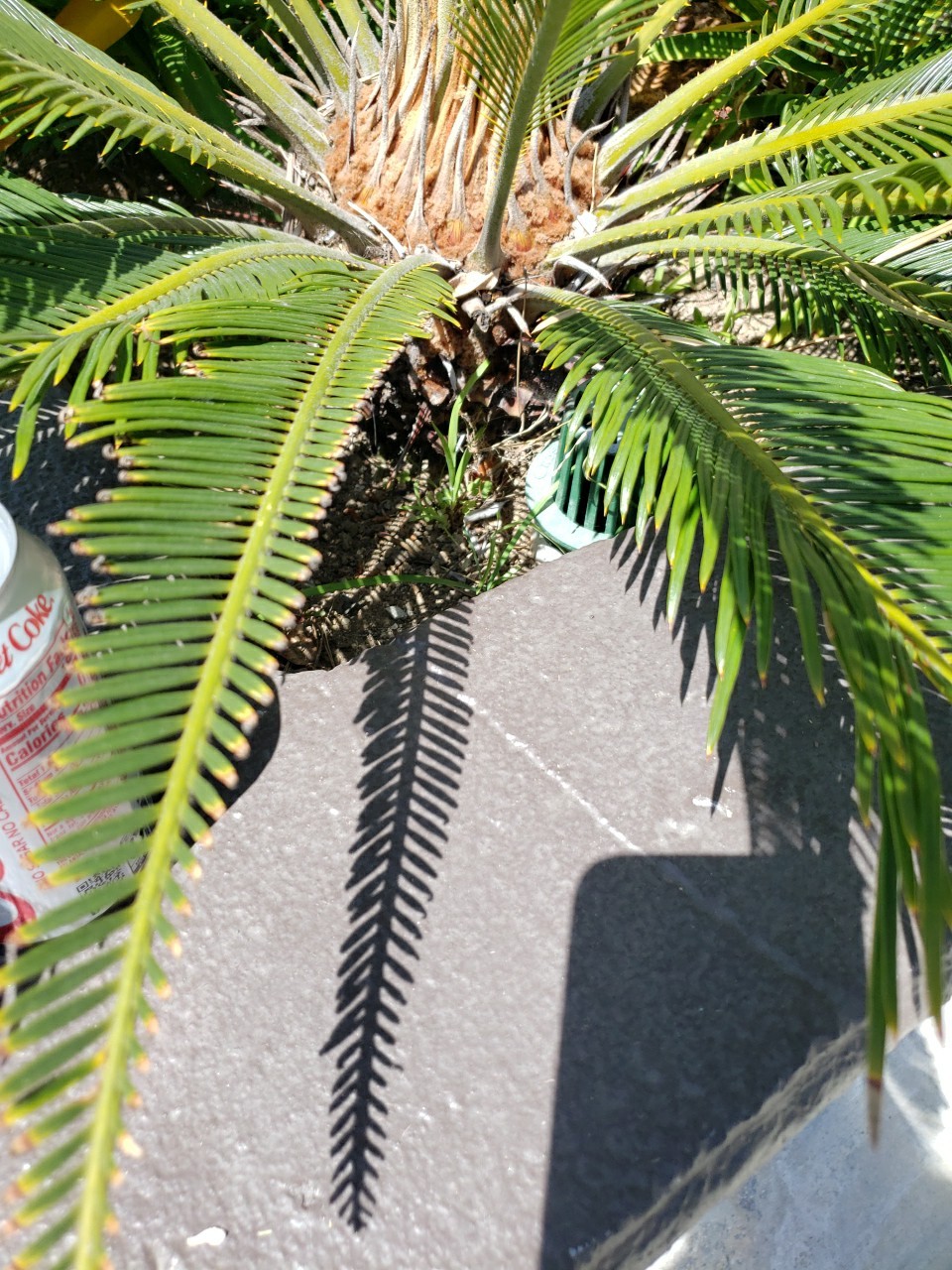 Huge base King Sago Palm wide leaf span cycad 15 Yrs Old Fossil