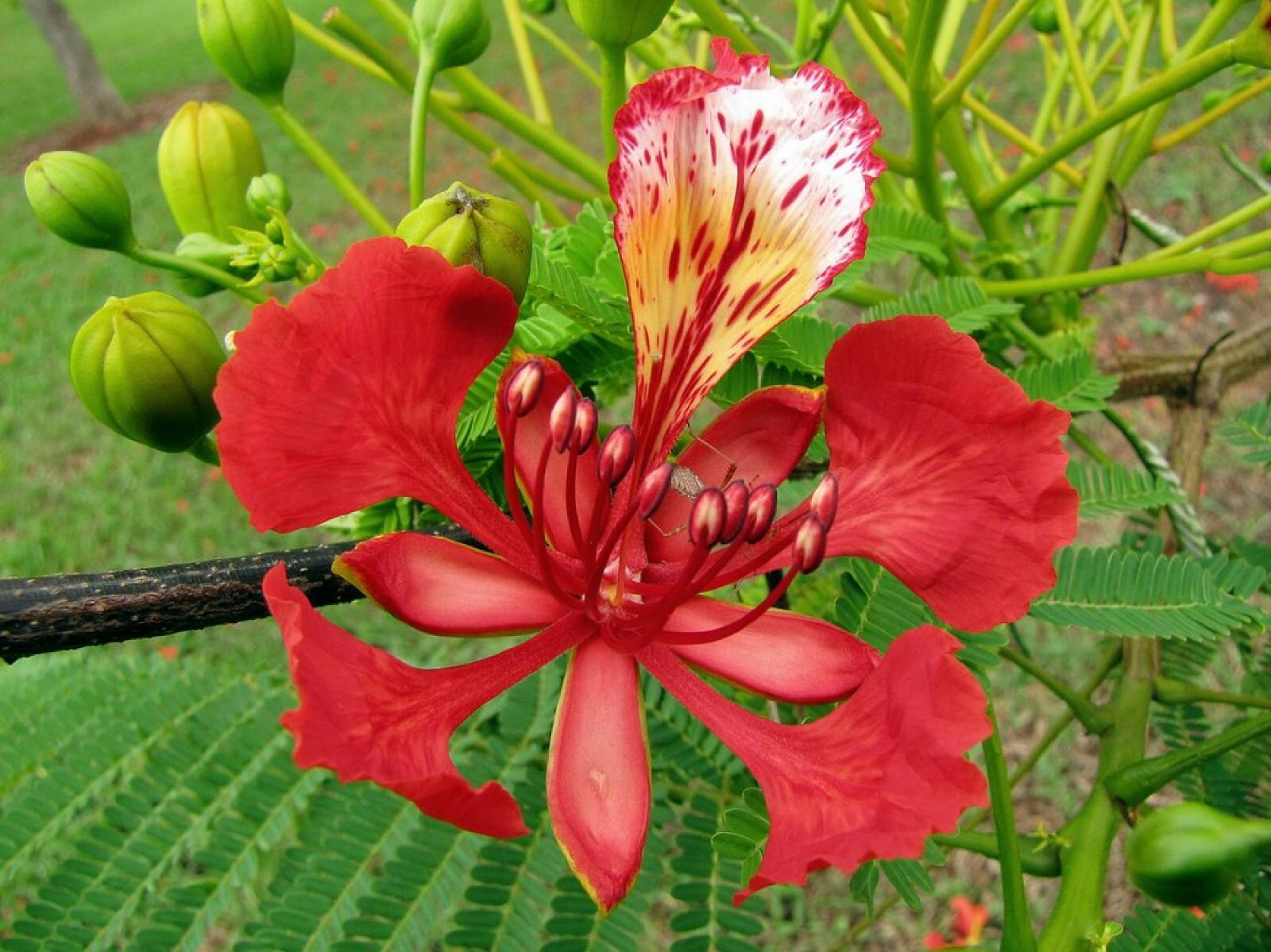 Red Flame Tree {Delonix regia} Bonsai Favorite | 5 seeds Free Shipping!