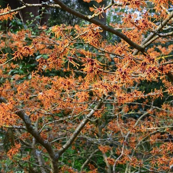 witch hazel well rooted plants