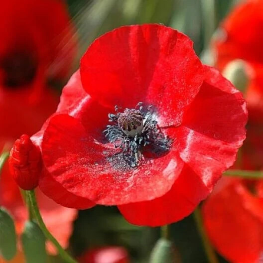 200+ Red Corn Poppy Seeds for Garden Planting – USA – FREE SHIPPING!