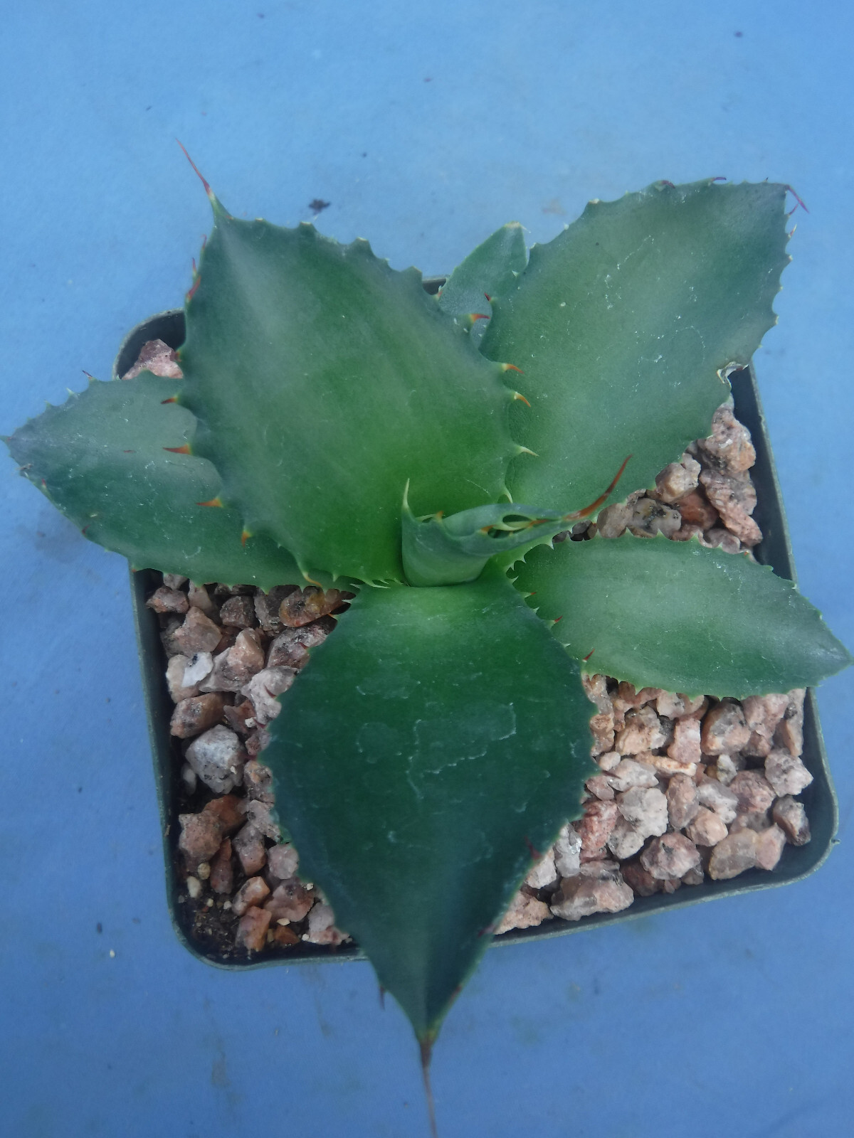 Agave “ShawPot” Starter Plant! HUGE Red Teeth! Incredible Hybrid! RARE! 3″-4″ Wd