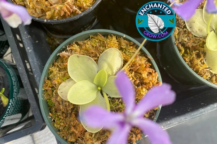 2″ Potted Butterwort Pinguicula Live Carnivorous Plant Insect Eating Plant -Asst