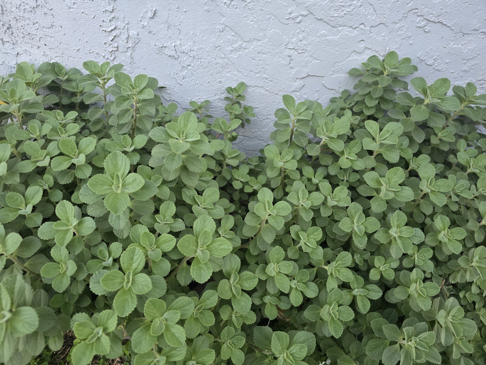 Medicinal Herbs Plants Bundle 5 Different Species Cuttings