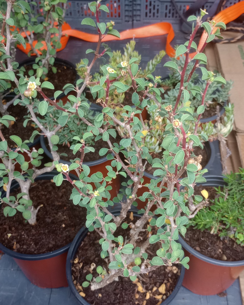 Euphorbia misera Baja California Mini Bonsai Tree Many Branches Caudex