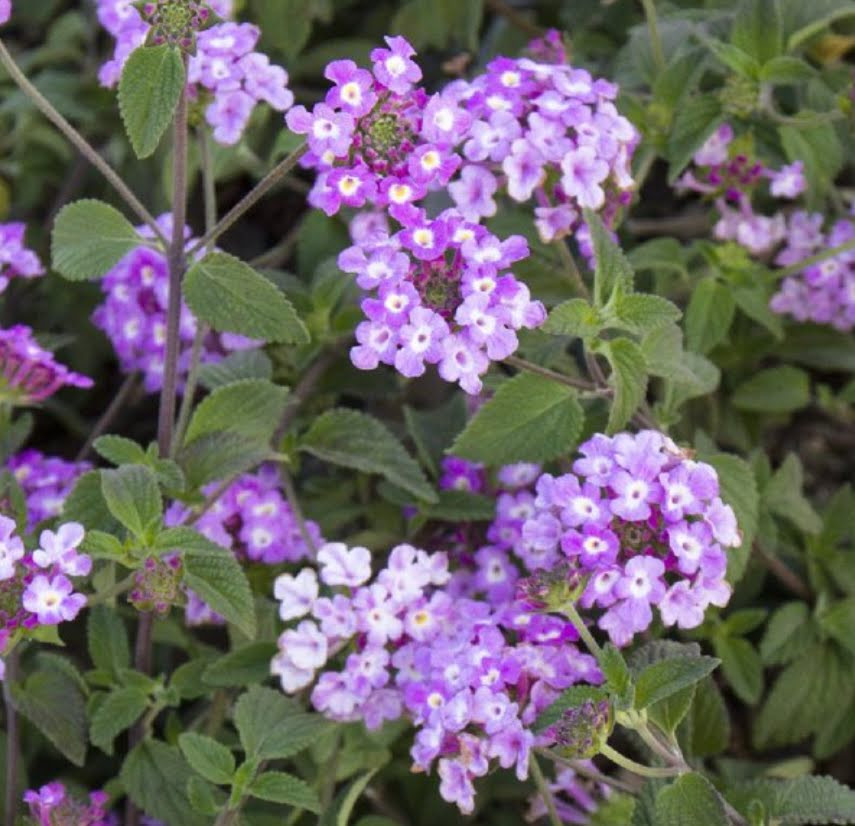 Lantana Trailing Lavender Live Annual Starter Plants/Plugs, 4 “baby” Plants