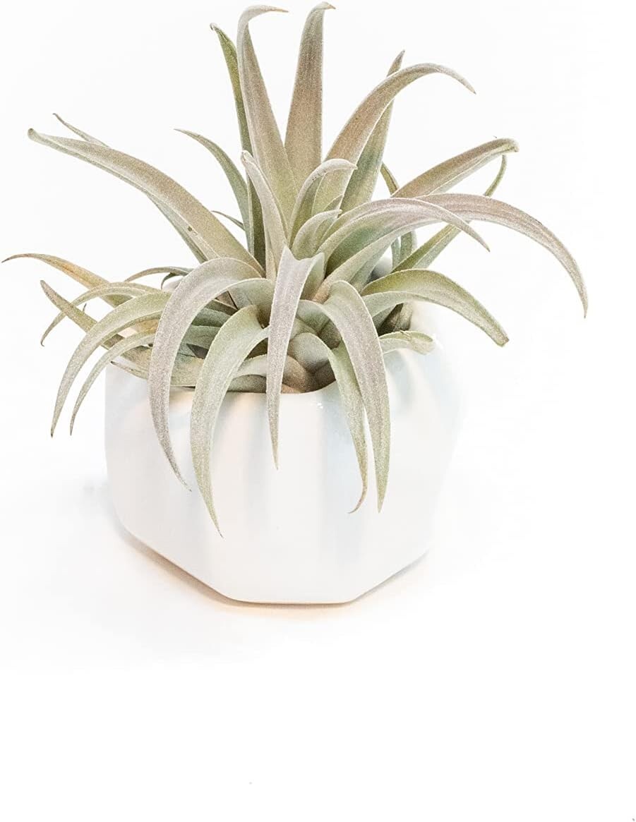 White Ceramic Holder with Custom Air Plant – Easy Indoor Outdoor Succulent