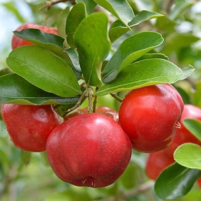 Barbados Cherry Plant – 9-12″ Tall – 1 Gallon – Tropical Fruiting Shrub