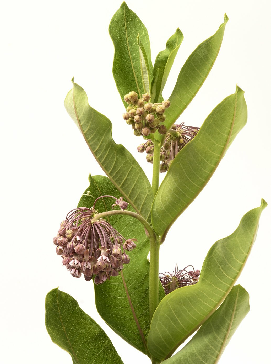 Common Milkweed – Asclepias syriaca