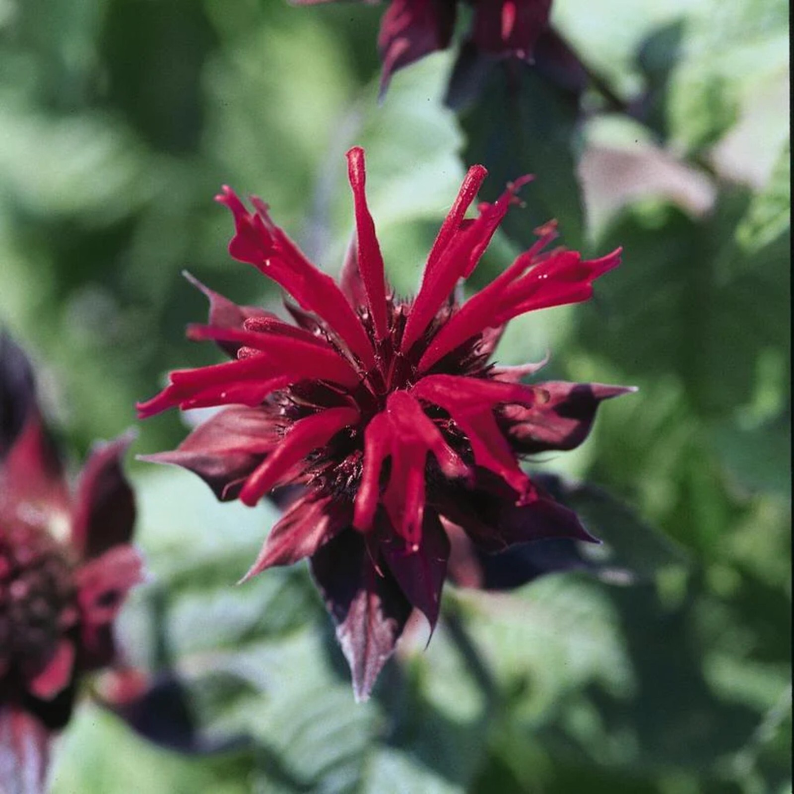 100 Raspberry Wine Bee Balm Seeds Flowers Seed Butterflies Bees Hummingbird