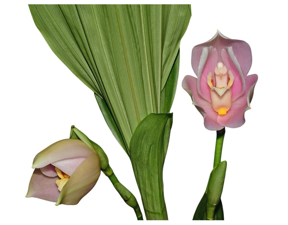 Angulocaste Ivan Portilla Pink White Fragrant Huge BS Orchid Hybrid 5.5” Pot