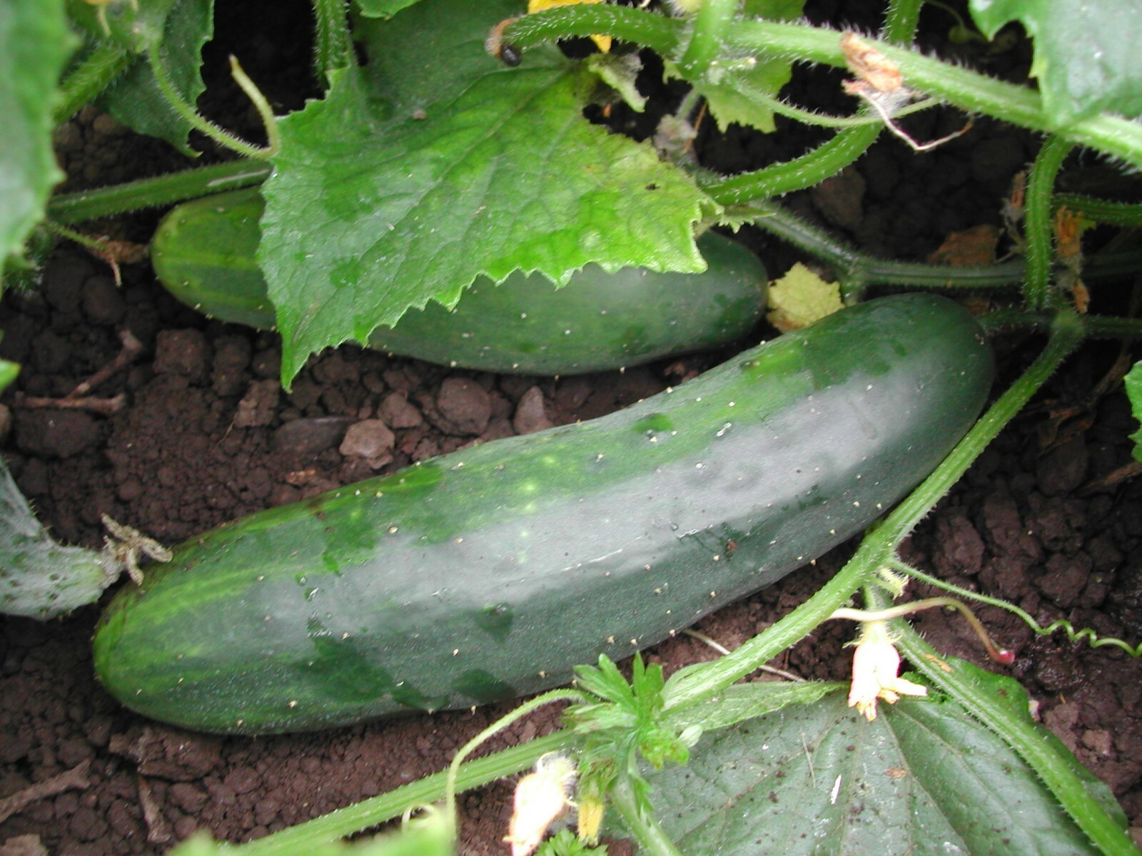 30+Marketmore 76 CUCUMBER Seeds Organic Vegetable Garden Patio Container Easy