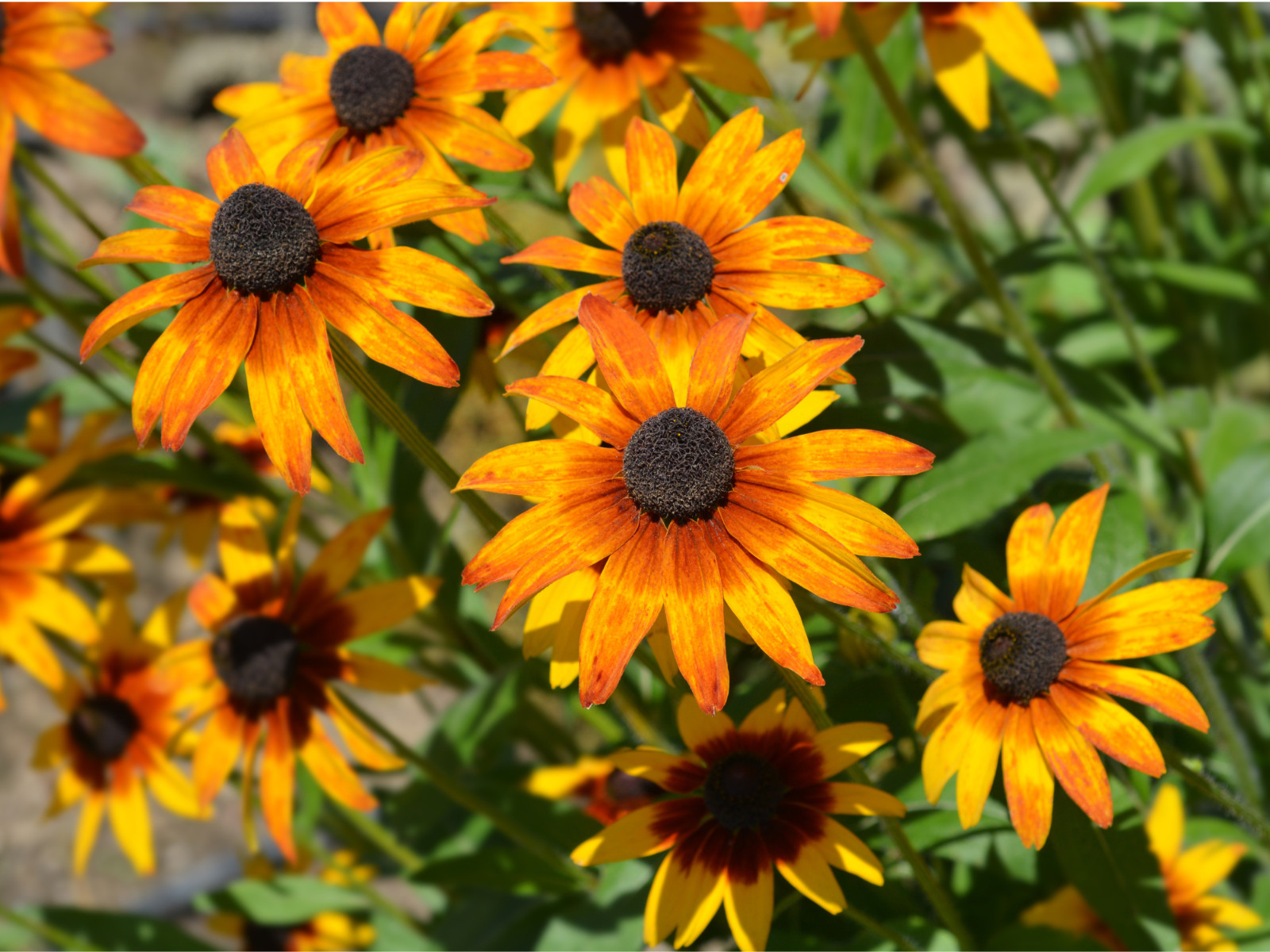 100 Seeds| Gloriosa Daisy Seeds #N005