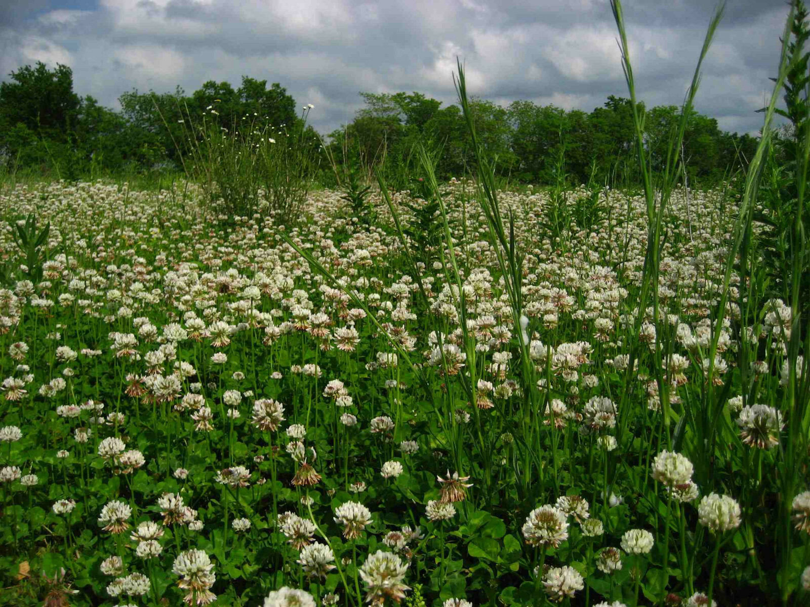 20 grams White Ladino Clover seed. Stabilize Nitrogen, Feed Bees! Pasture Forage