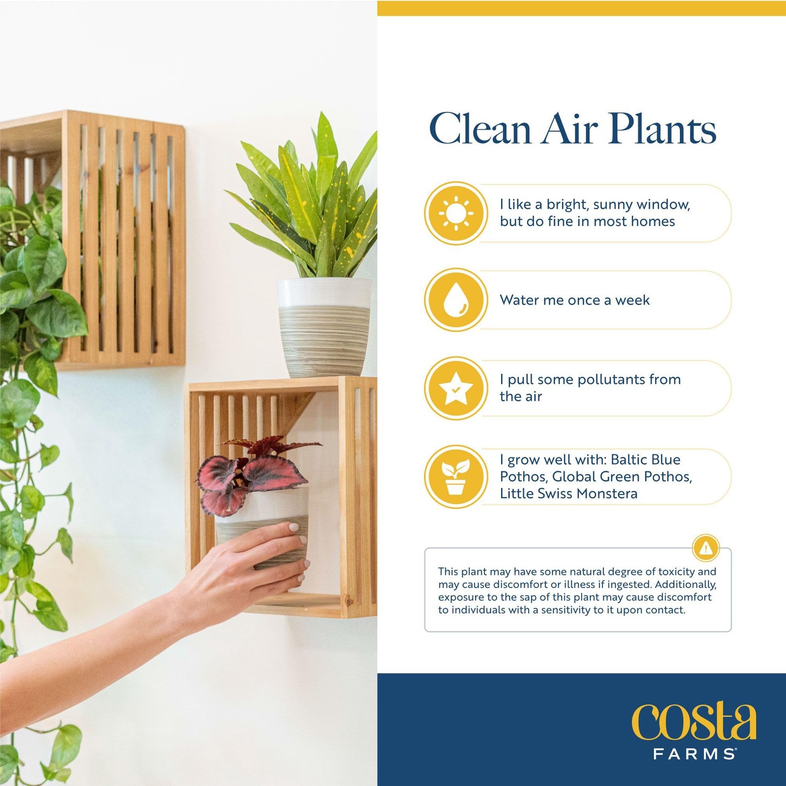 Live Indoor House Plants (3-Pack), Hand Selected Easy to Maintain Indoor Asso…