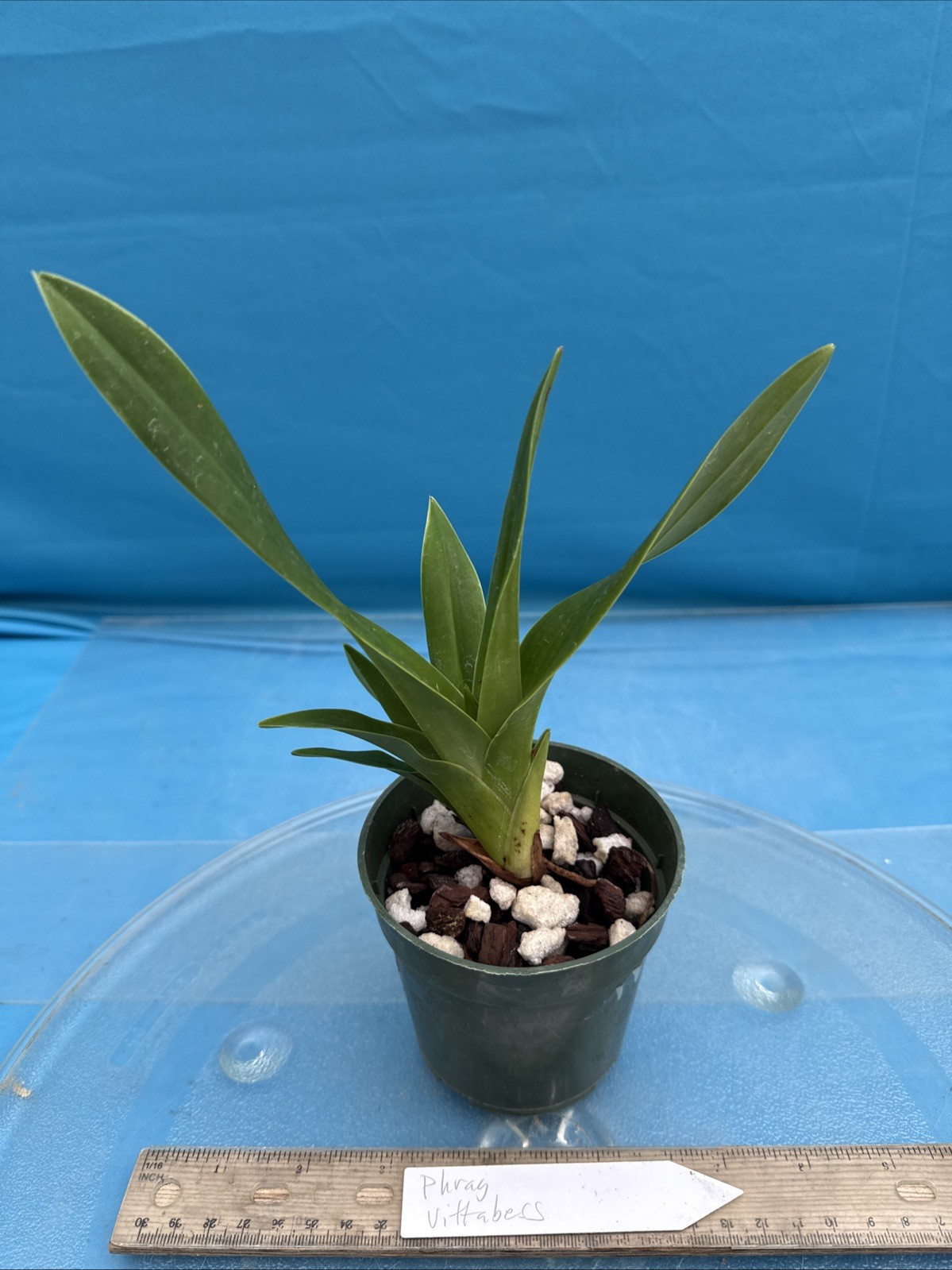 Phragmipedium Vittabess Orange Red Yellow Orchid Hybrid Tall Spikes 4” Pot