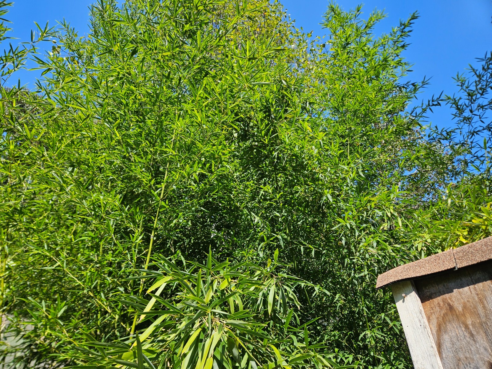 Madake Bamboo (3) Rhizomes (Phyllostachys bambusoides) – Japanese Timber Bamboo