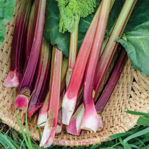 30+ Victoria Rhubarb Seeds Heirloom Seeds Non-GMO Free Shipping