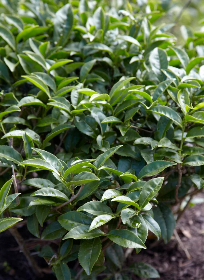 1 Live Camellia Sinensis Plant – Easy Grow Tea Plant – Ship No Pot