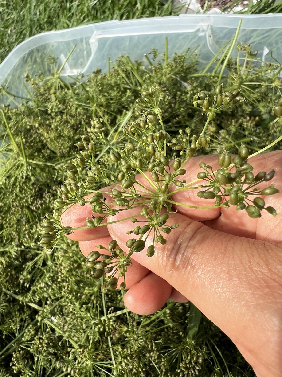 Perennial 20 Skirret seeds zone 3-9