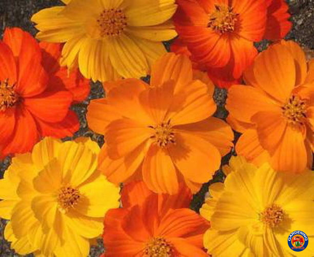 1000 Sulphur Klondike Bright Lights Cosmos Flower SEEDS