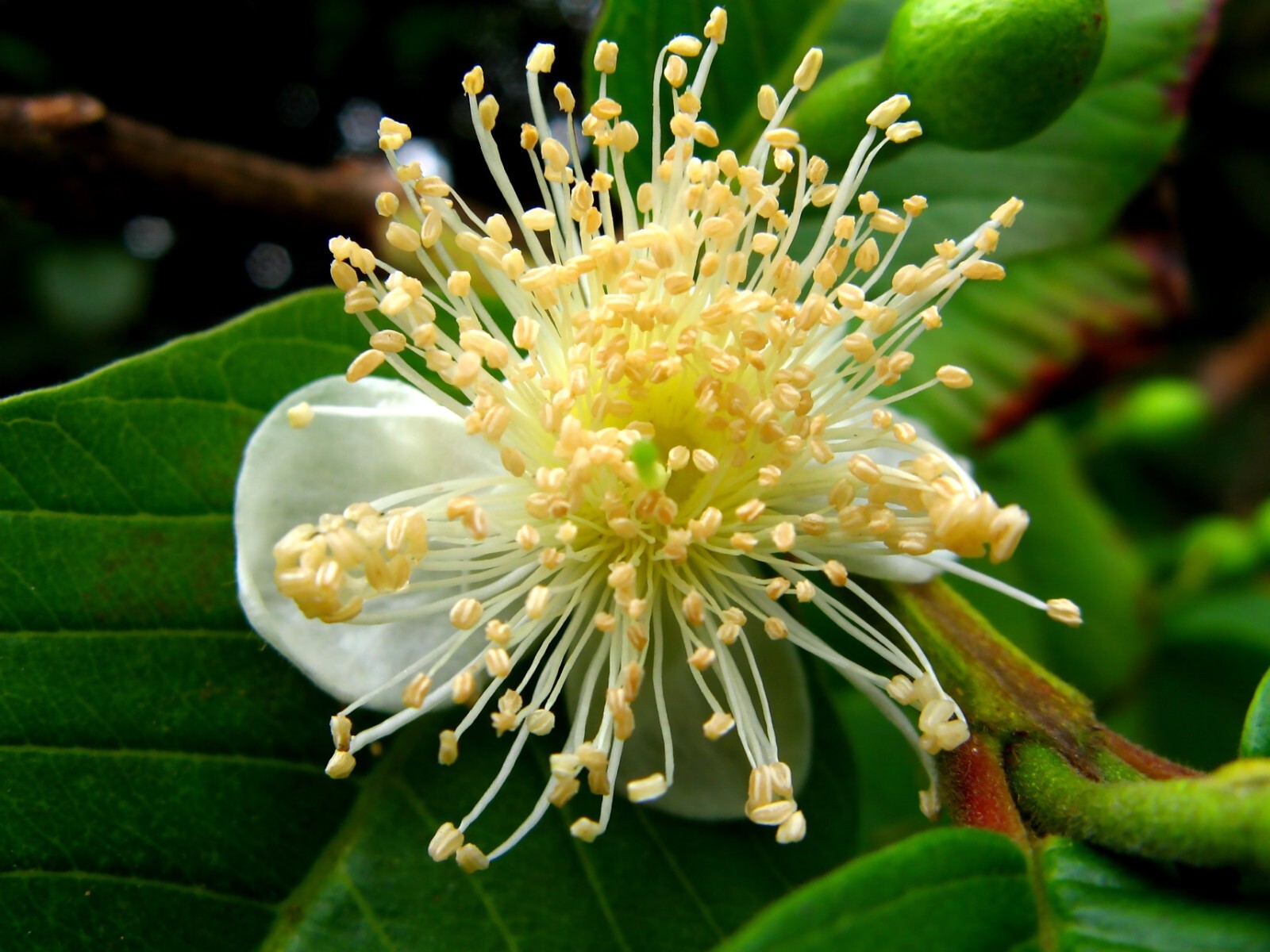 Guava, Psidium guajava, Tree Seeds