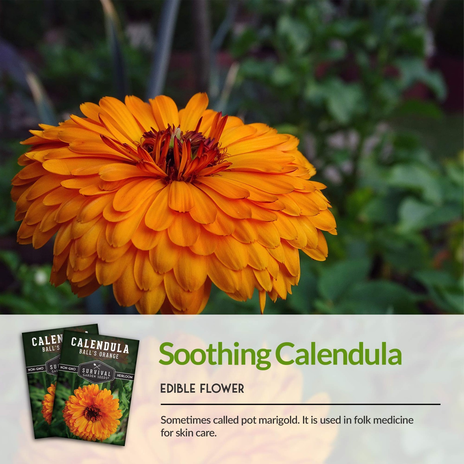 Ball’s Orange Calendula Seeds for Planting – Medicinal Herb & Edible orange