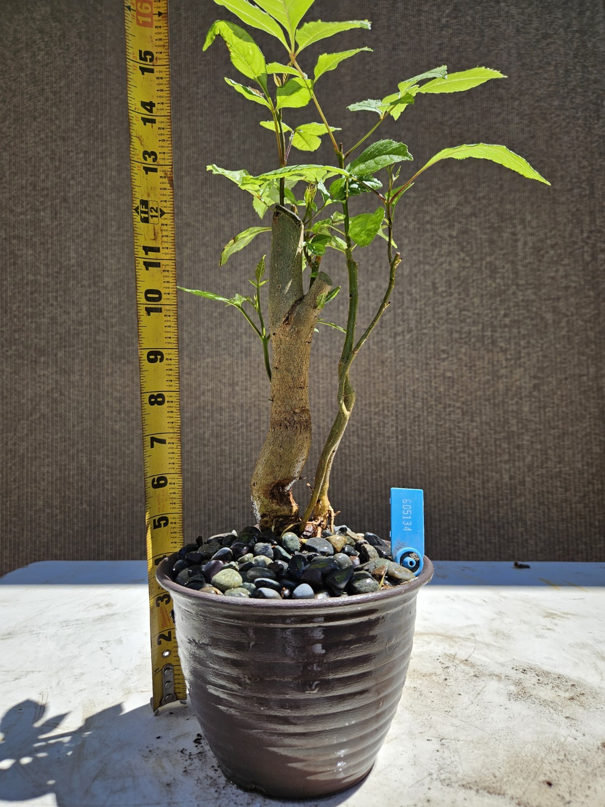 Old European Ash Bonsai Tree,,, SALE
