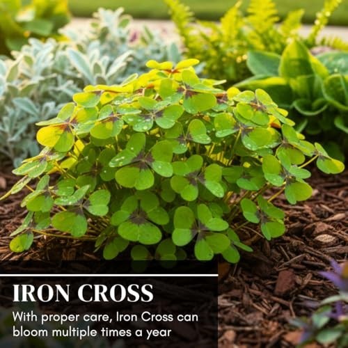 Fast Growing Iron Cross Shamrock Bulbs – Year Round Indoor/Outdoor Color (10 Bul