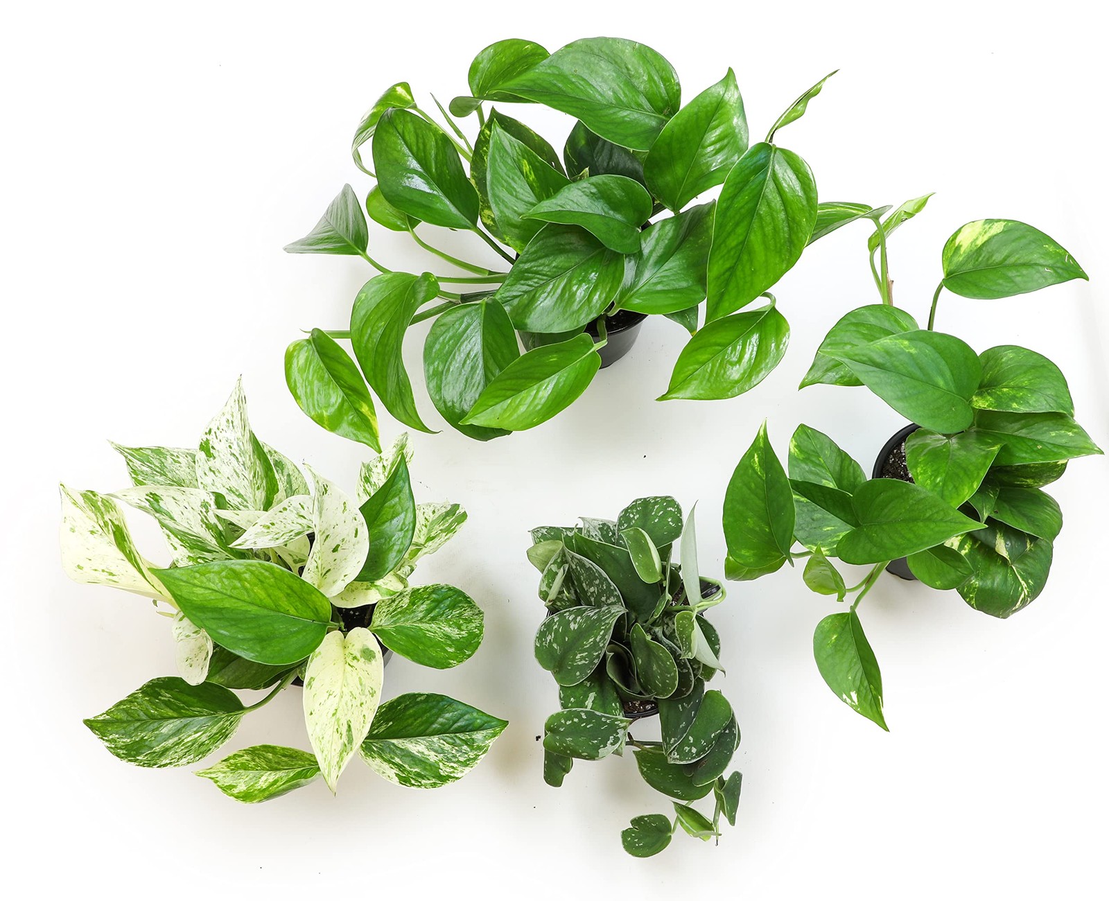 Altman Plants Live Pothos Plants 4Pk Indoor Plants Live Pothos Live Plant House