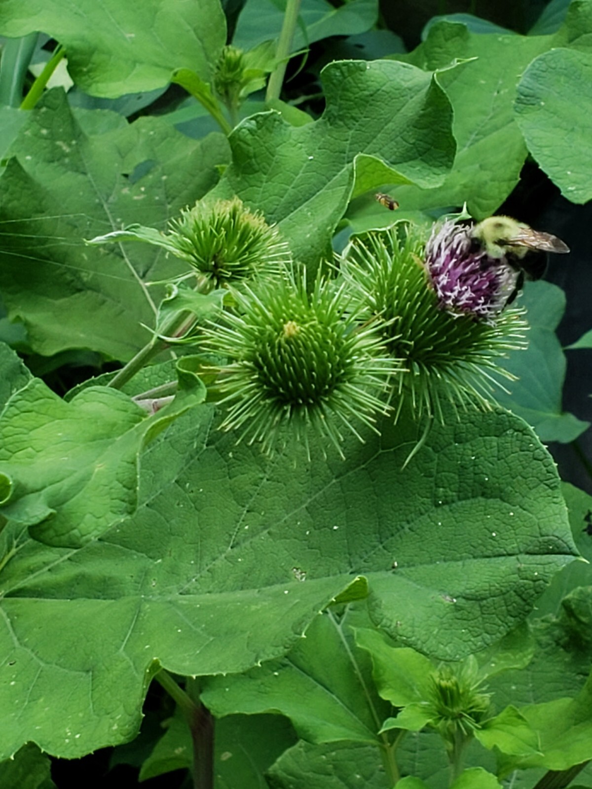Greater Burdoch, Arctium Lappa 1/4 Tsp.