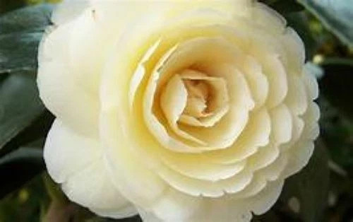 **LEMON GLOW*Unique Bloom**Camellia Japonica-Live Starter Plant -USA SELLER