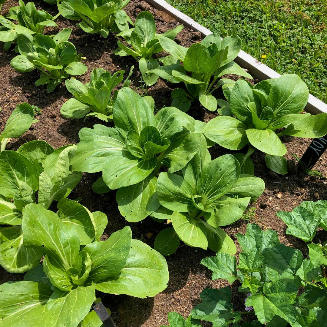 Fresh Canton Pak Choi Bak Choi Seeds | Heirloom Non-GMO | Asian Vegetable Seeds