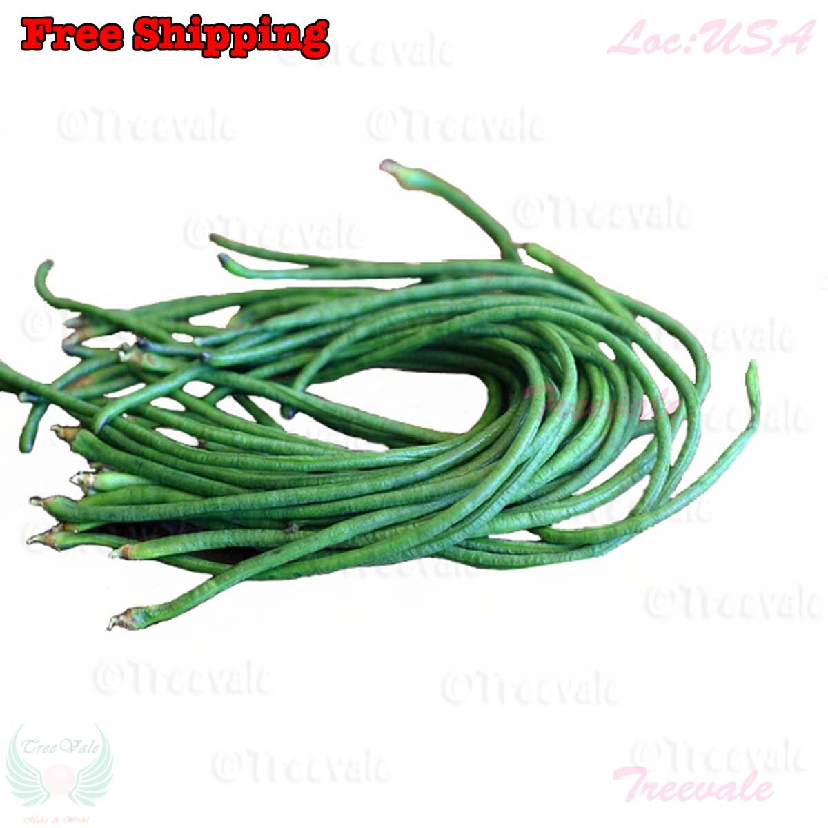 DARK GREEN Yardlong Bean, Asparagus Bean, Snake Bean, Chinese Long Bean Seeds
