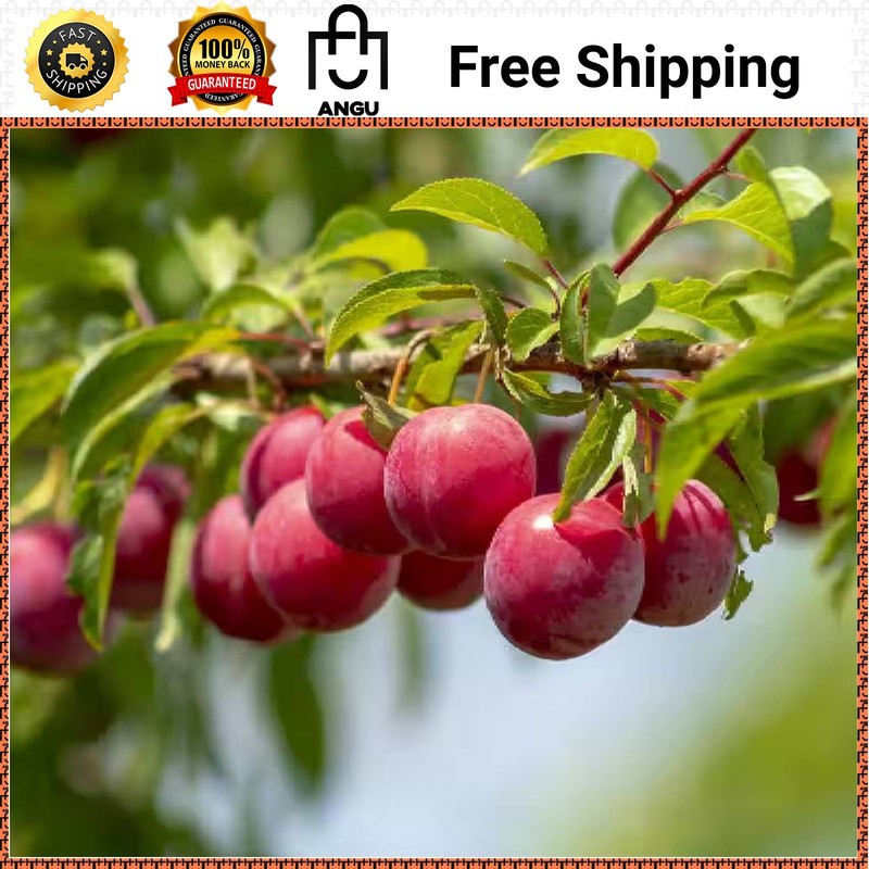 Online Orchards Dwarf Santa Rosa Plum Tree Bare Root Fruit Tree FTPL003