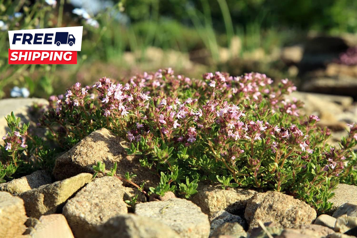 10000 Mix Creeping Thyme Seeds Wild Creeping Thyme Seeds for Planting