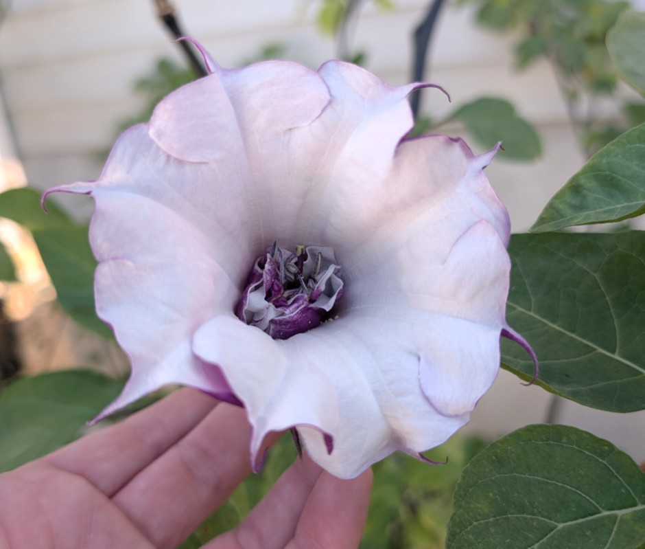 2 x Double Purple Devil’s Trumpet Live Rooted Plants Datura metel Plant