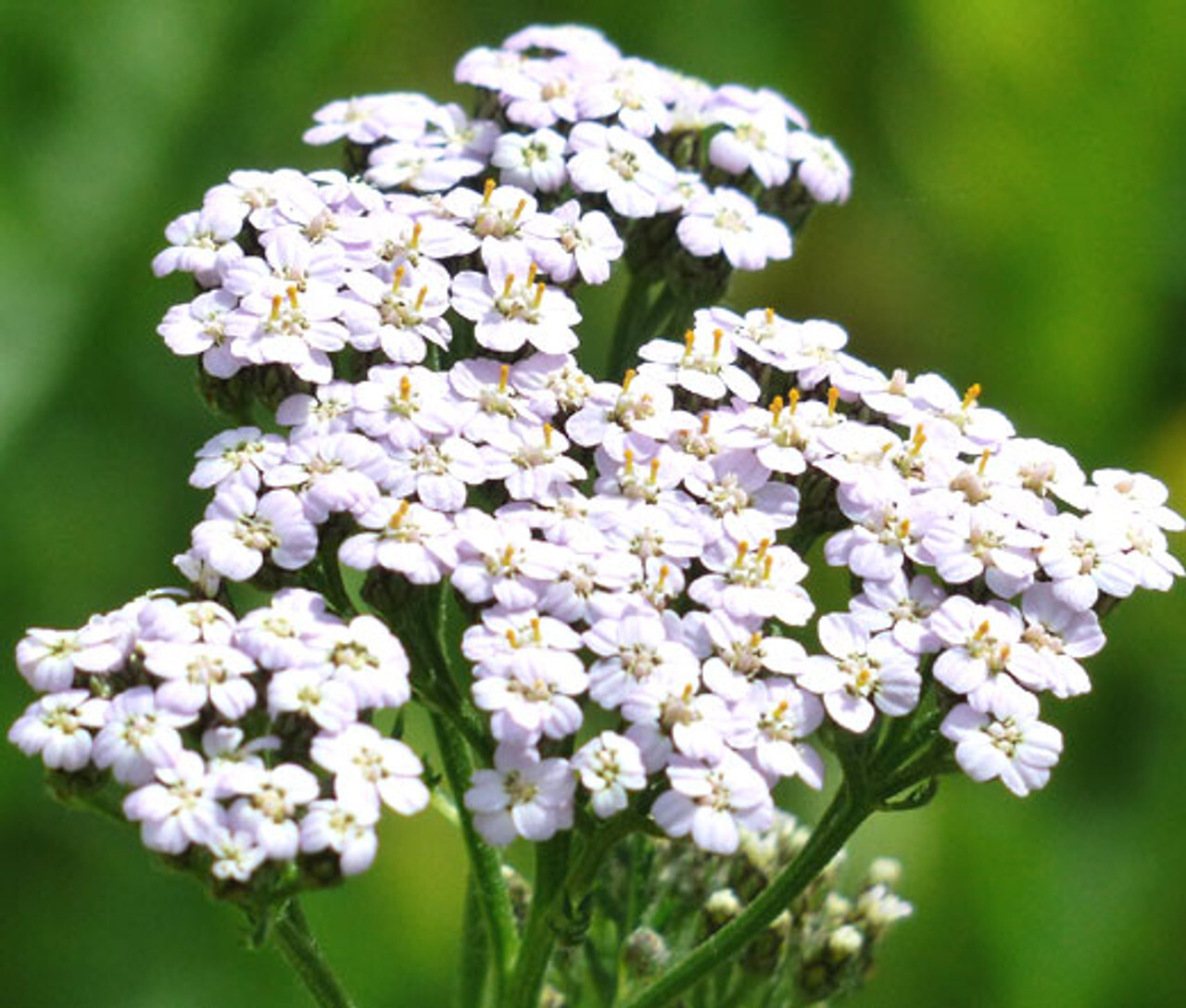 WHITE YARROW SEEDS 200+ COUNT Achillea millefolium