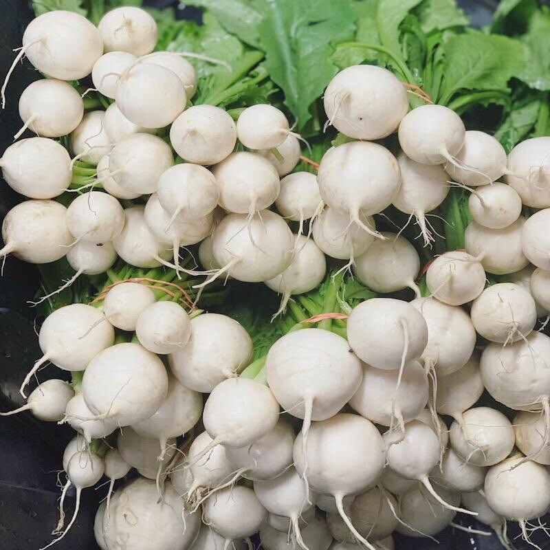 1/8-oz 1400 HAKUREI Japanese Hybrid Turnip seeds; a.k.a. SALAD TURNIP 白嶺蕪菁かぶ