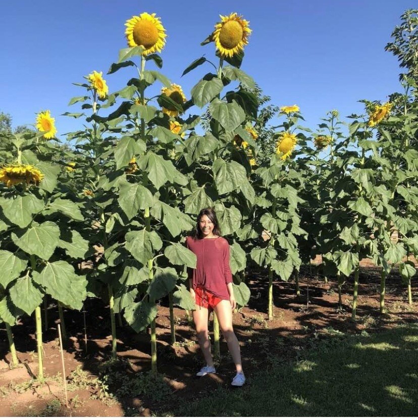 20 STRIPED SUPER TALL SUNFLOWER GIANT RARE SEEDS MAMMOTH BUTTERFLIES BEES USA